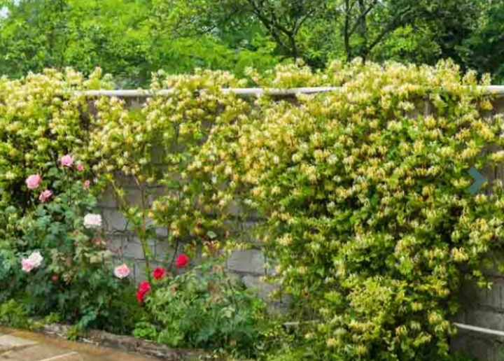 Lonicera japonica 'Halliana'/ Örökzöld japán kúszólonc - Image 2
