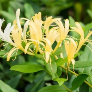Lonicera japonica 'Halliana'/ Örökzöld japán kúszólonc