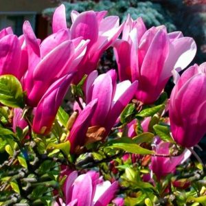 Magnolia 'Susan'/ Nagyvirágú liliomfa
