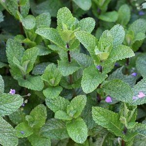 Mentha spicata/ Fodormenta