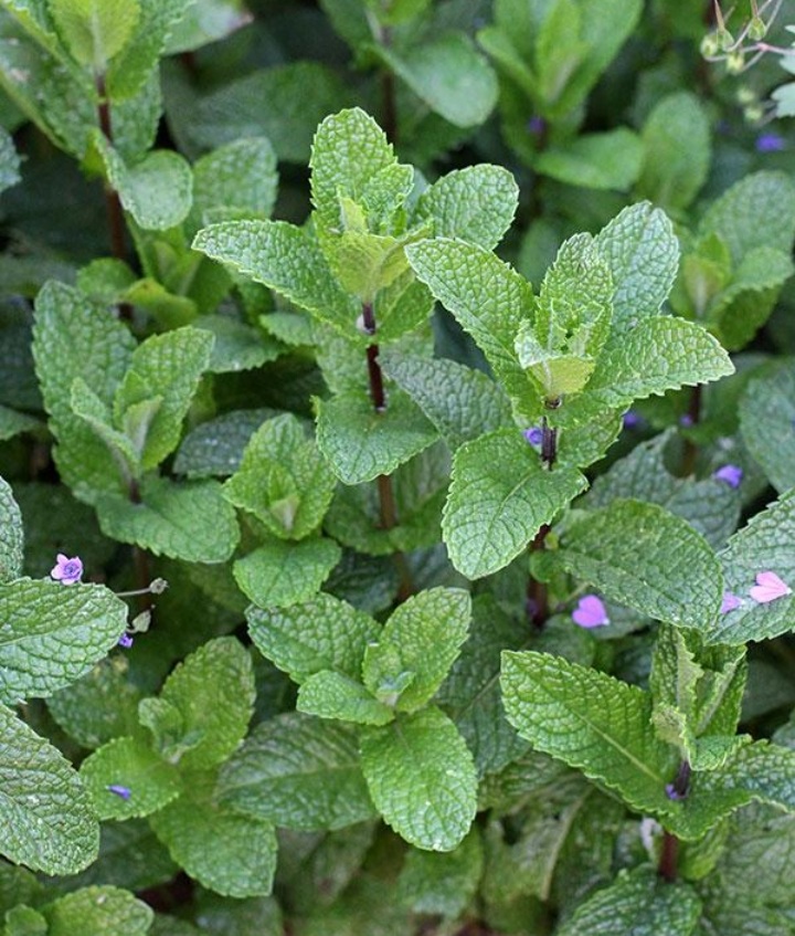 Mentha spicata/ Fodormenta