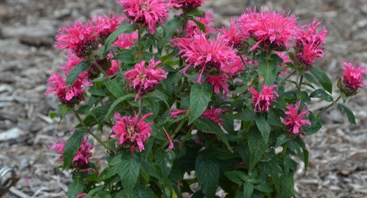 Monarda didyma 'Bee-Pure'/ Méhbalzsam