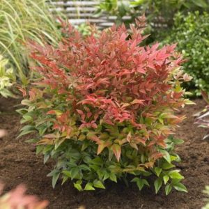 Nandina domestica/ Japán szentfa