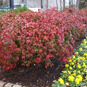Nandina domestica 'Fire Power'/ Törpe japán szentfa