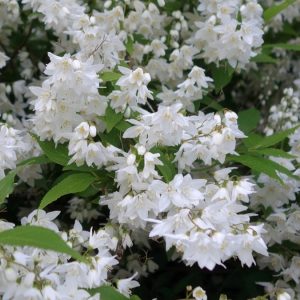 Deutzia gracilis 'Nikko'/ Törpe gyöngyvirágcserje
