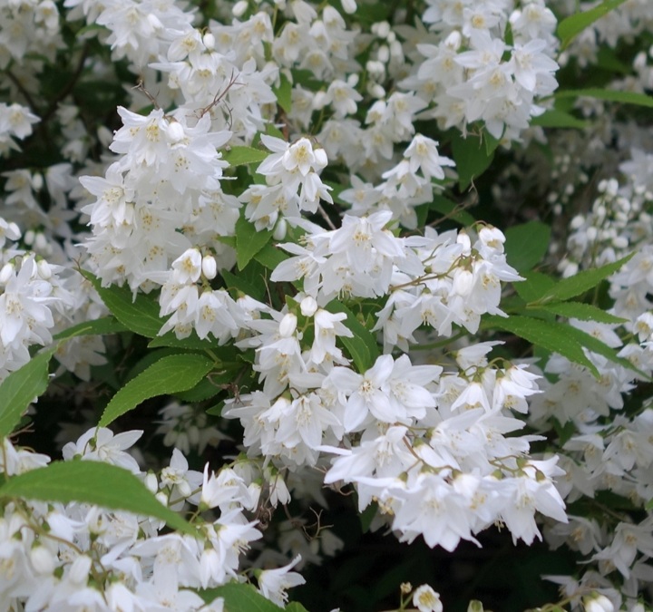 Deutzia gracilis 'Nikko'/ Törpe gyöngyvirágcserje