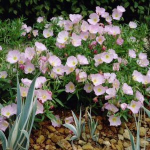 Oenothera speciosa 'Siskiyou'/ Pompás ligetszépe