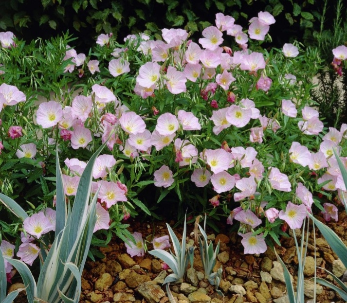Oenothera speciosa 'Siskiyou'/ Pompás ligetszépe