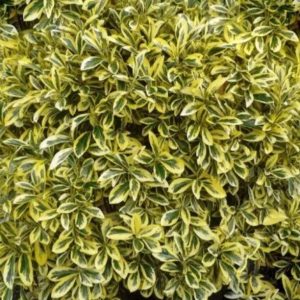 Euonymus japonicus 'Ovatus Aureus'/ Sárgatarka japán kecskerágó