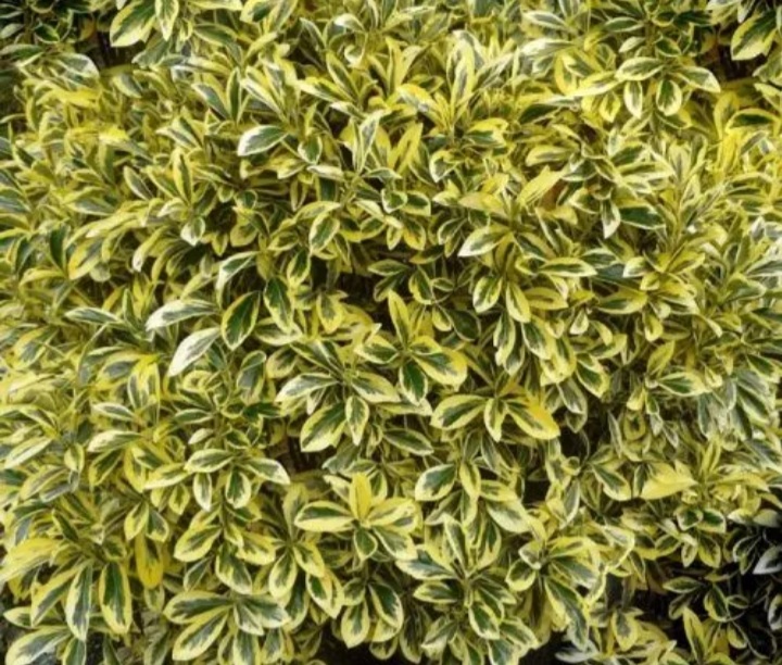 Euonymus japonicus 'Ovatus Aureus'/ Sárgatarka japán kecskerágó