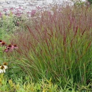 Panicum virgatum 'Shenandoah/ Amerikai díszköles