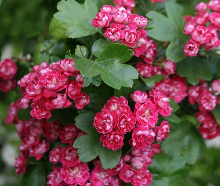 Crataegus laevigata 'Paul's Scarlet'/ Ciklámen virágú díszgalagonya