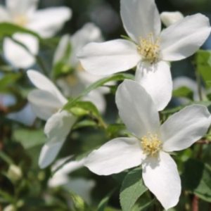 Philadelphus 'Silberregen'/ Jezsámen
