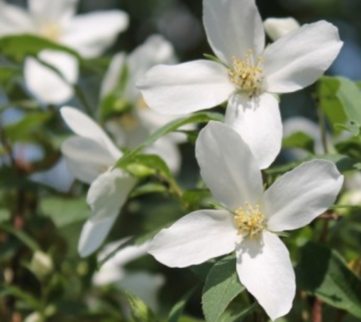 Philadelphus 'Silberregen'/ Jezsámen