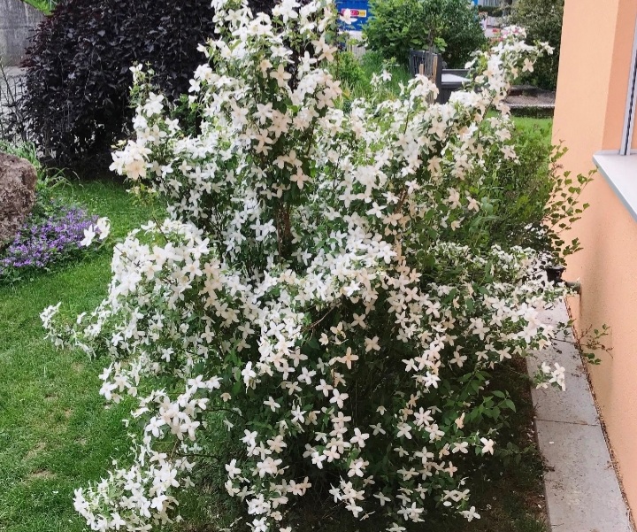 Philadelphus 'Silberregen'/ Jezsámen - Image 2