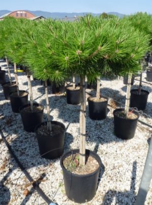 Pinus strobus 'Brevifolia'/ Törzses japán törpefenyő