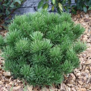 Pinus mugo var. 'Pumilio'/ Havasi törpefenyő