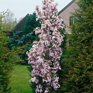 Prunus serrulata 'Amanogowa'/ Oszlopos japán díszcseresznye