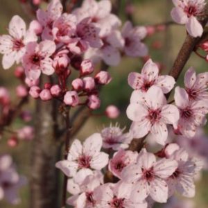 Prunus cerasifera 'Woodii'/ Vérszilva