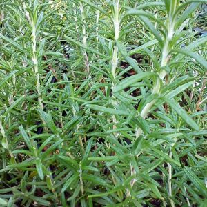 Rosmarinus officinalis / Illatos rozmaring