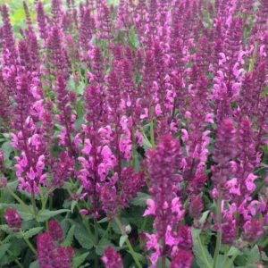 Salvia nemorosa 'Rose Marvel'/ Ligeti zsálya, rózsaszín