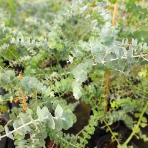Eucalyptus gunnii/ Havasi eukaliptusz