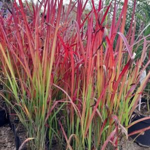 Imperata cylindrica 'Red Baron'/ Alangfű, Japán vérfű