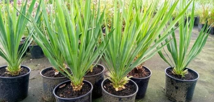 Yucca filamentosa/ Kerti pálmaliliom - Image 2
