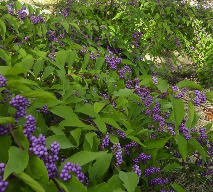 Callicarpa x bodinierii 'Profusion'/ Kínai lilabogyó - Image 3