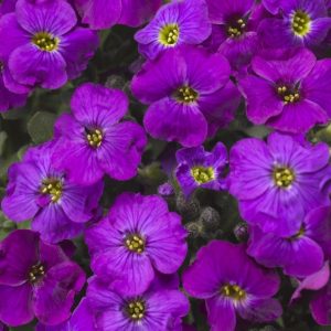 Aubrieta x coltorum 'Kitte Blue'/ Pázsitviola