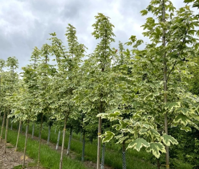 Acer platanoides 'Drummondi'/ Tarkalevelű juhar - Image 3