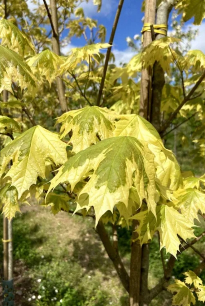 Acer platanoides 'Drummondi'/ Tarkalevelű juhar - Image 2