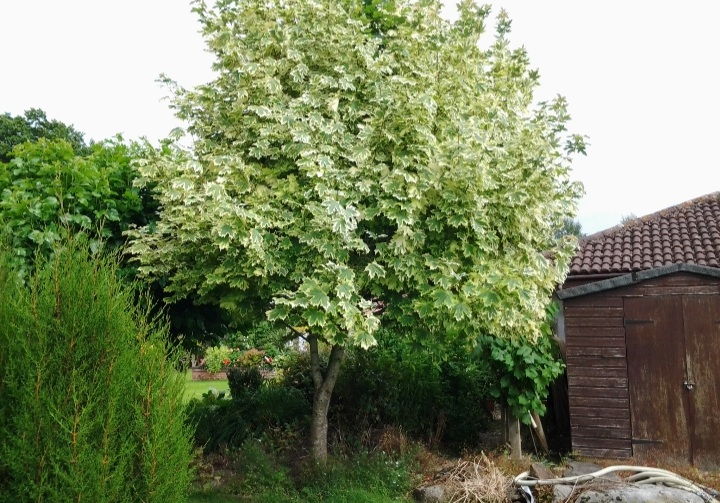 Acer platanoides 'Drummondi'/ Tarkalevelű juhar