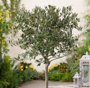 Olea Europaea/ Olajfa