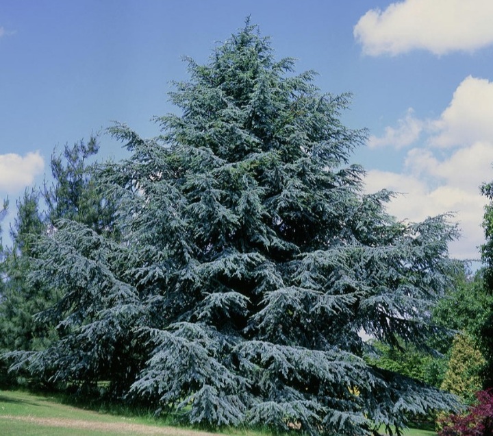 Cedrus atlantica 'Glauca'/ Kék atlasz cédrus