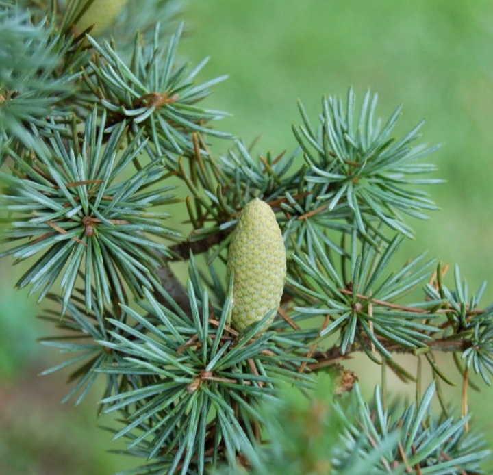Cedrus atlantica 'Glauca'/ Kék atlasz cédrus - Image 2