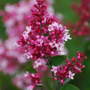 Syringa meyeri 'Palibin'/ Törpe orgona