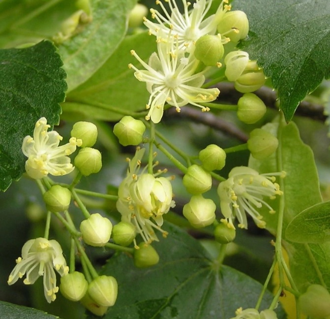 Tilia cordata 'Green Spire'/ Kislevelű hárs - Image 2