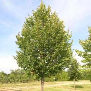 Tilia cordata 'Green Spire'/ Kislevelű hárs