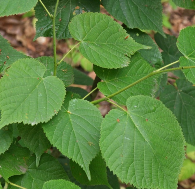 Tilia cordata 'Green Spire'/ Kislevelű hárs - Image 3