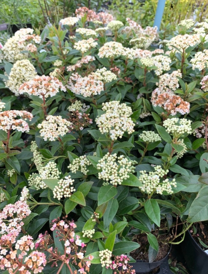 Viburnum tinus 'Eve Price'/ Örökzöld bangita - Image 2