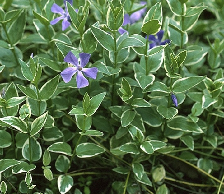 Vinca major 'Variegata'/ Tarka levelű nagy meténg