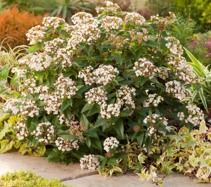 Viburnum tinus 'Eve Price'/ Örökzöld bangita