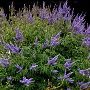 Vitex-agnus castus/ Illatos barátcserje