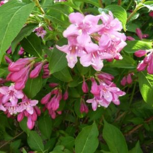 Weigela 'Abel Carriere'/ Rózsalonc