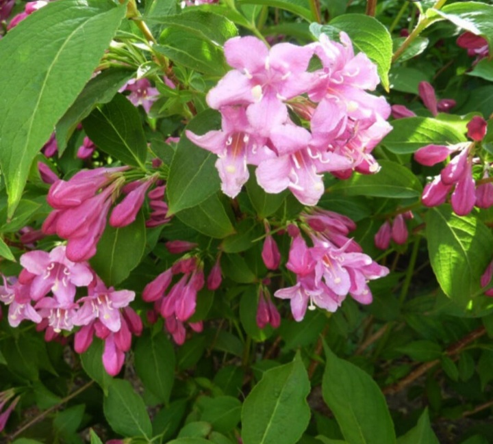 Weigela 'Abel Carriere'/ Rózsalonc