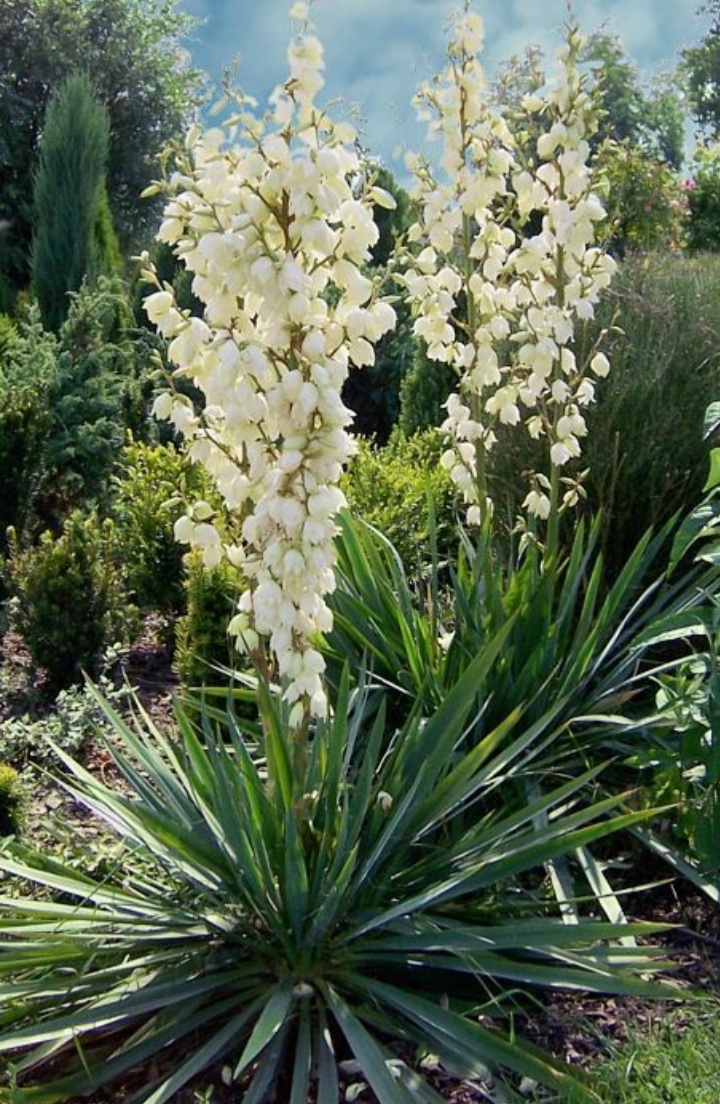 Yucca filamentosa/ Kerti pálmaliliom