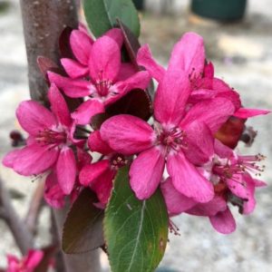 Malus 'Royalty'/ Vöröslevelű díszalma