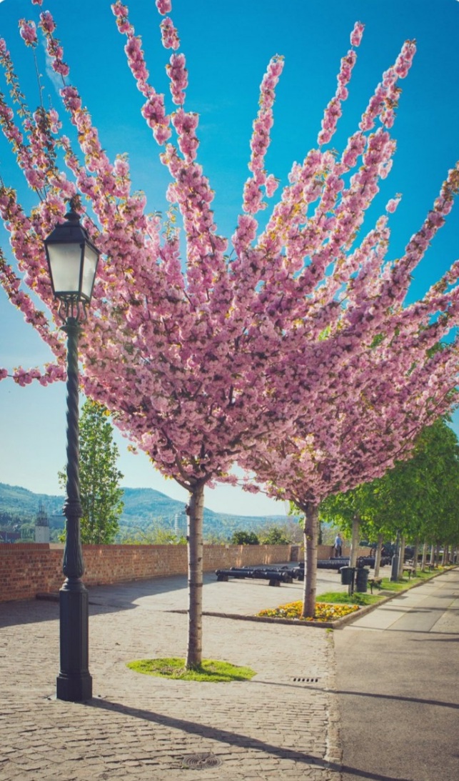 Prunus triloba 'Multiplex'/ Teltvirágú babarózsa, törzses
