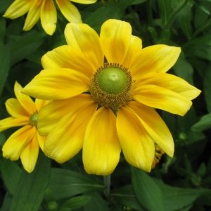 Rudbeckia hirta 'Amarillo Gold'/ Borzas kúpvirág